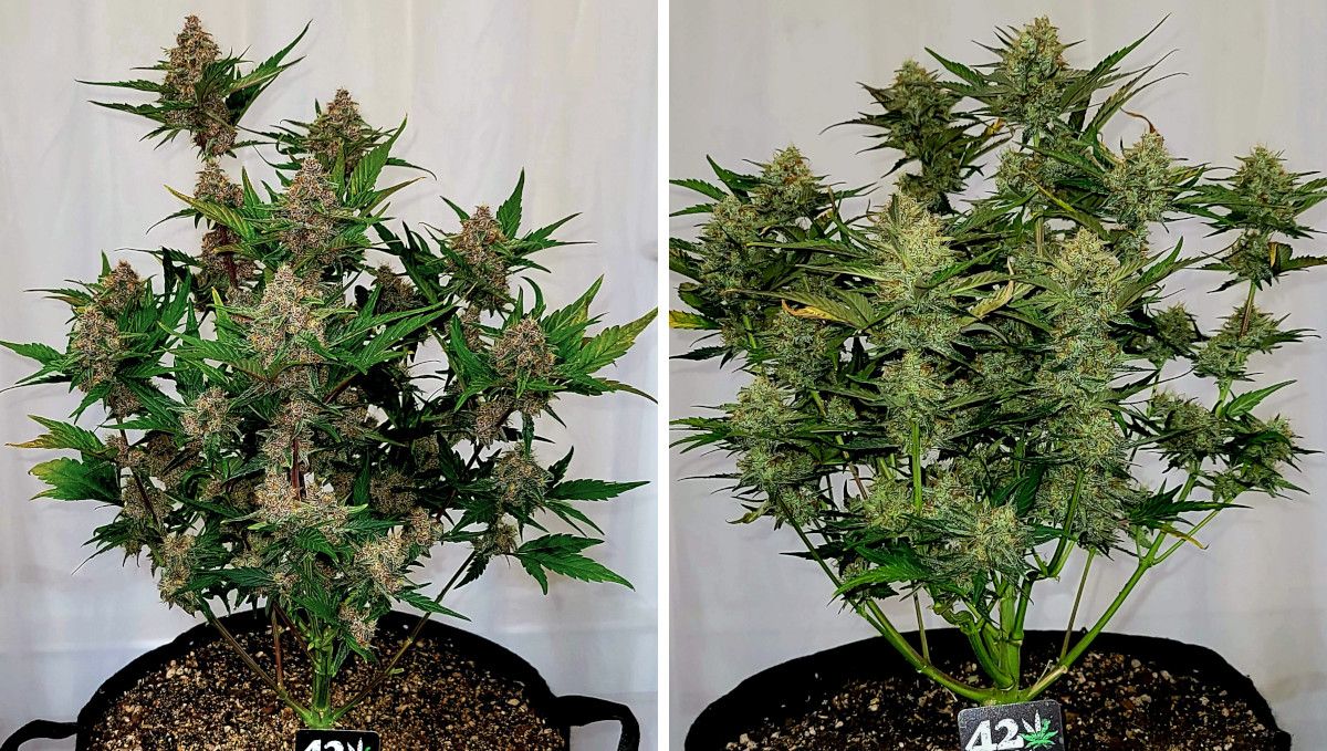 Purple Punch Auto Plants Seed Week-by-Week Guide: A side-by-side comparison of two autos that are ready for return, one purple, and the other green