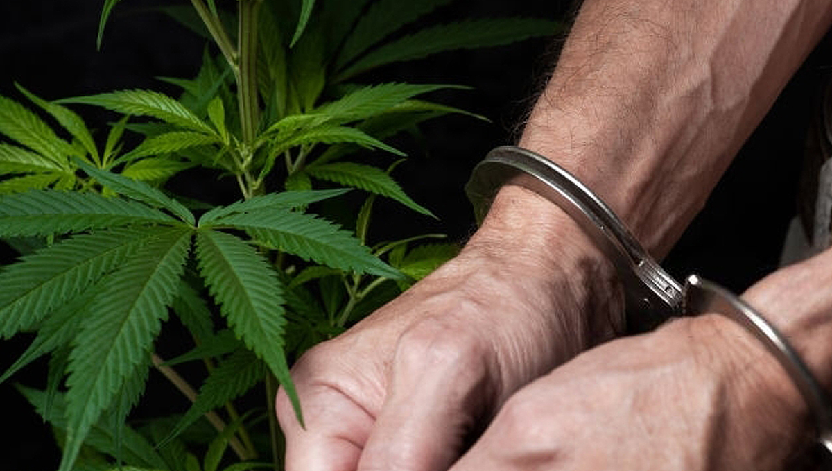 Los Angeles County DA Will Erase 58,000 Pot Convictions: handcuffs out on man's wrists with a plants plant in the foreground