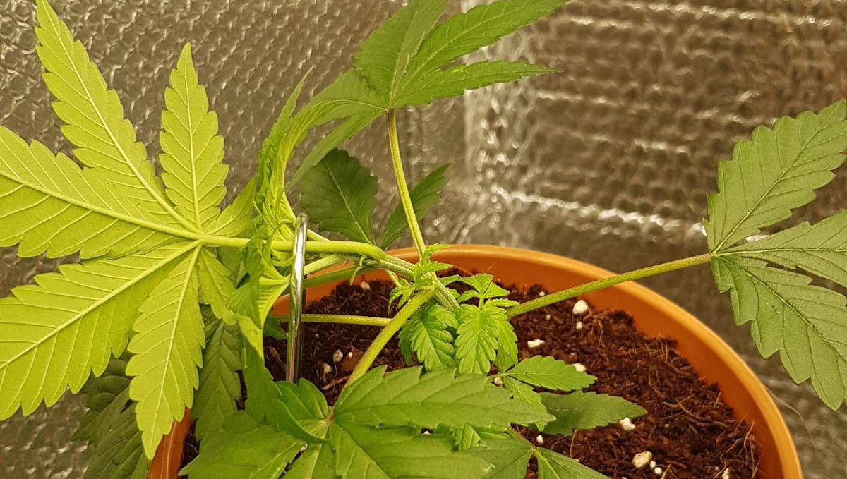 Orange Sherbet FF cannabis strain: mid veg | weeks 3-6 | central stem bent and held secure with a wire