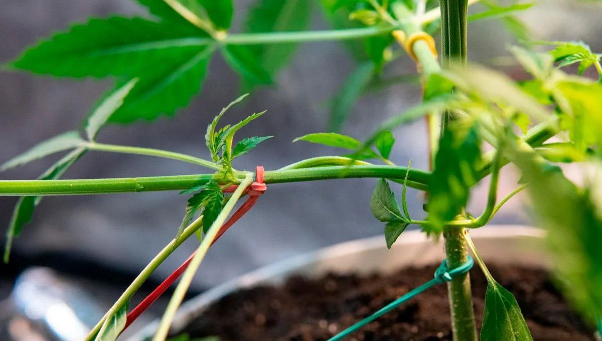 Planta de cannabis con abundante follaje y buena penetración de luz.