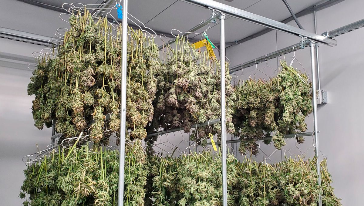 Jack Herer Auto Cannabis Strain Week-by-Week Guide: Drying buds