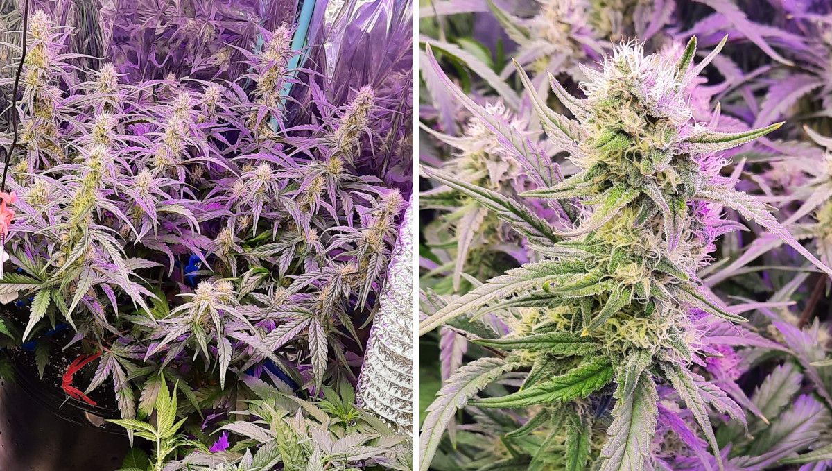 Strawberry Gorilla Auto Cannabissorte: Fr&uuml;he Bl&uuml;te | Wochen 6-7 | Nahaufnahmen von unreifen Bl&uuml;ten