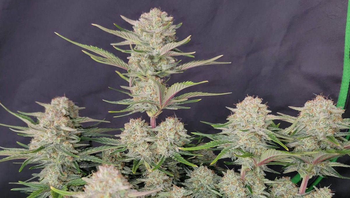 Top 5 best indica autoflower strains: Apricot Auto
