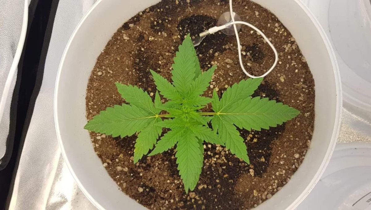 オートマザール大麻ストレイン：初期ベジ | 2週目 | 上から見た若い屋内栽培株