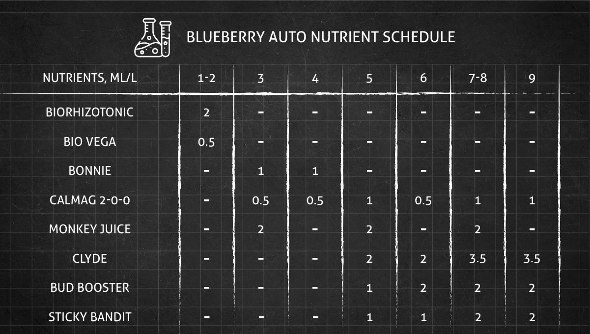 Blueberry Auto cannabis strain:&nbsp;feeding chart for the vegetative and flowering stage