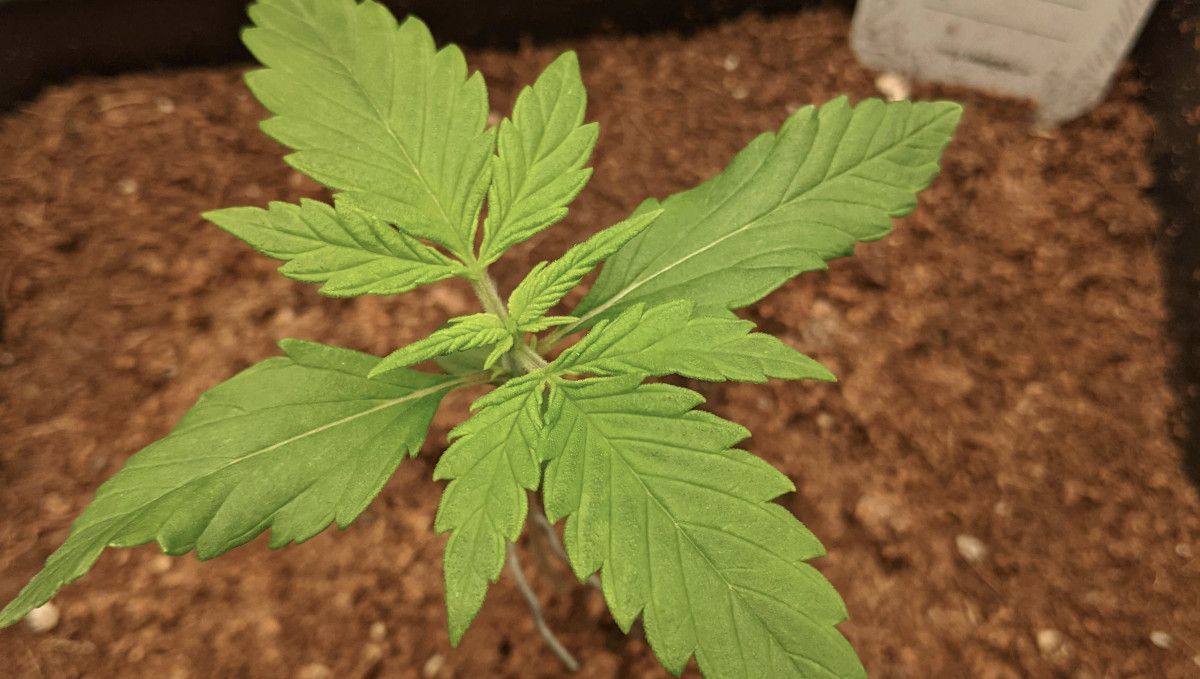 Tropicana Cookies Auto 대마 스트레인: 초기 생장기 | 2주차 | 2주 된 코코 재배 오토플라워