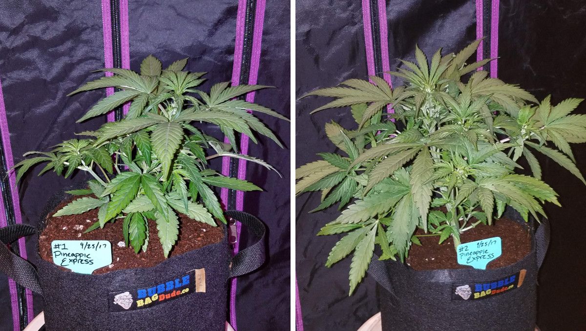 Pineapple Express Auto cannabis-variant: midtvekst | uke 3-4 | kompakt, buskete autoflower i dyrkepose med kokos