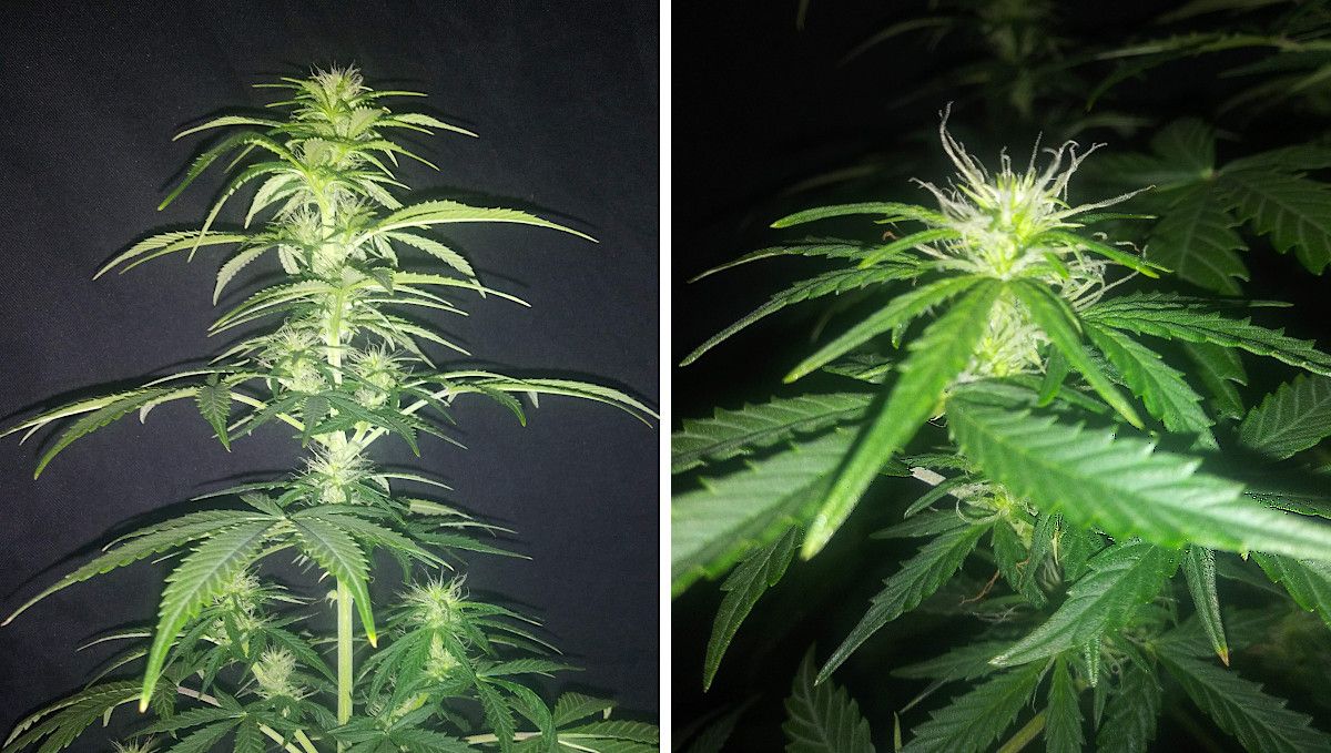 Critical Auto Cannabis Strain Week-by-Week Guide: The main cola of a pot plant in the early stages of flowering and a closeup of a bud full of white pistils