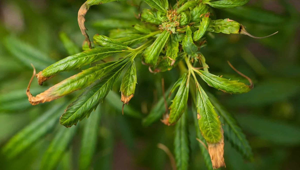 Autoflowering plant heat stress symptoms: symptoms of heat stress