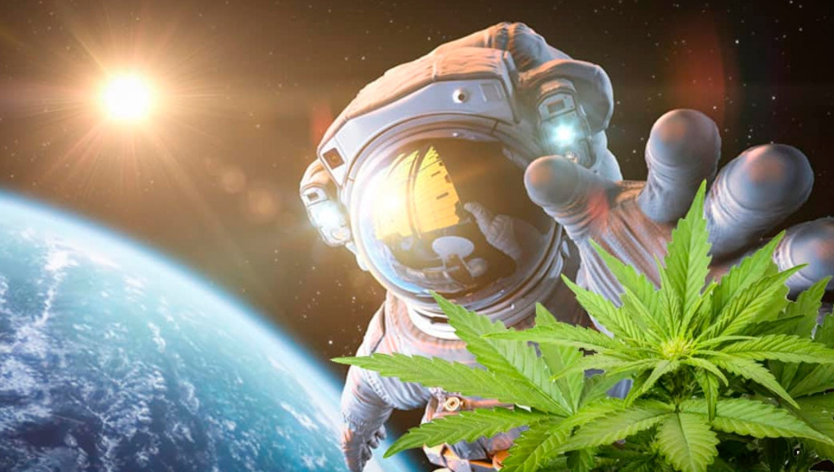 Space Plants Could be the Way of the Future, Ex-Astronaut Says: A collage of an astronaut is space suit floating in the Earth's orbit and trying to grab a plants branch
