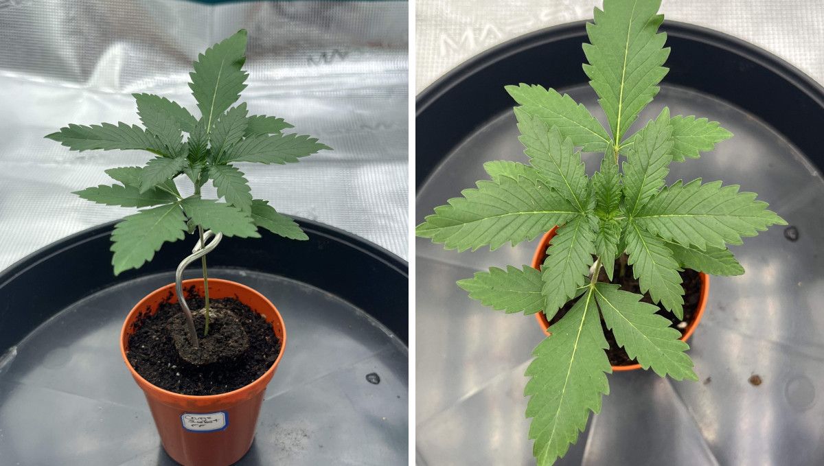 Orange Sherbet FF cannabis strain: early veg | week 2 | a stretchy seedling supported by a wire in a small pot