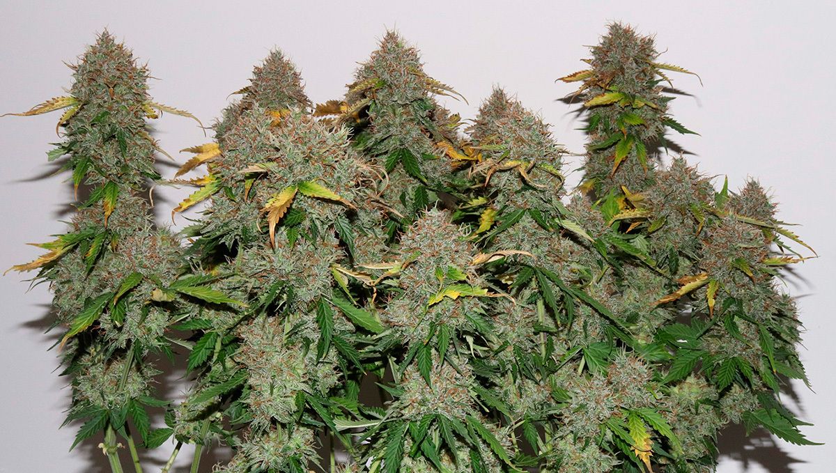 The top 5 best hybrid autoflower strains: gorilla glue auto