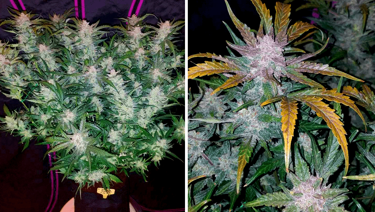 Top 5 best autoflowering strains for focus: purple punch autoTop 5 best autoflowering strains for focus: mexican airlines auto