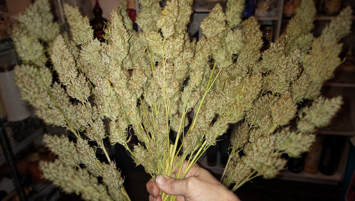 Gorilla Cookies