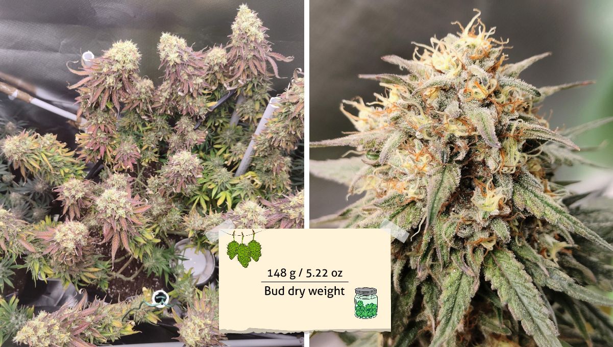 Tropicana Cookies FF cannabis strain: yield | a very mature plant with reddish leaves and a closeup of one of its colas
