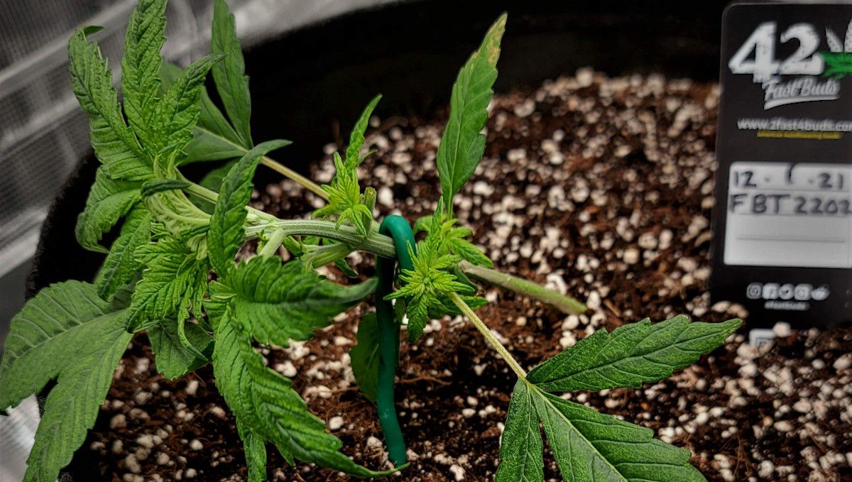 Banana Purple Punch Auto भांग स्ट्रेन: मध्य वेज | सप्ताह 3-4 | युवा पौधे को LST किया गया