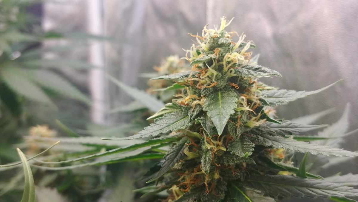 オートマザール大麻ストレイン：中期開花（バルク期）| 8-9週目 | タイトで樹脂もまばらなバッズのクローズアップ
