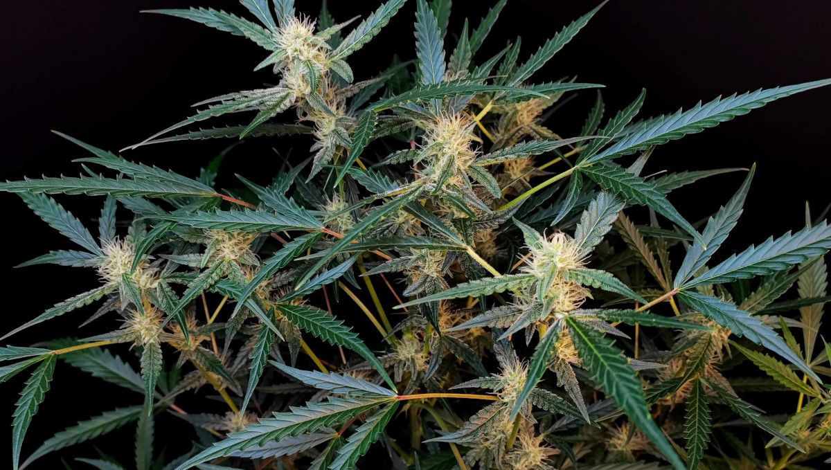 Six Shooter Auto cannabis strain: early flower | weeks 6-7 | several small but resinous flowering tops on a weed plant