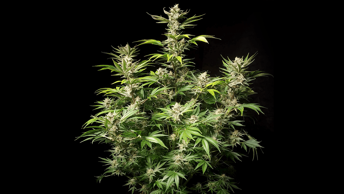 Top 5 best outdoor autoflower strains: amnesia z auto