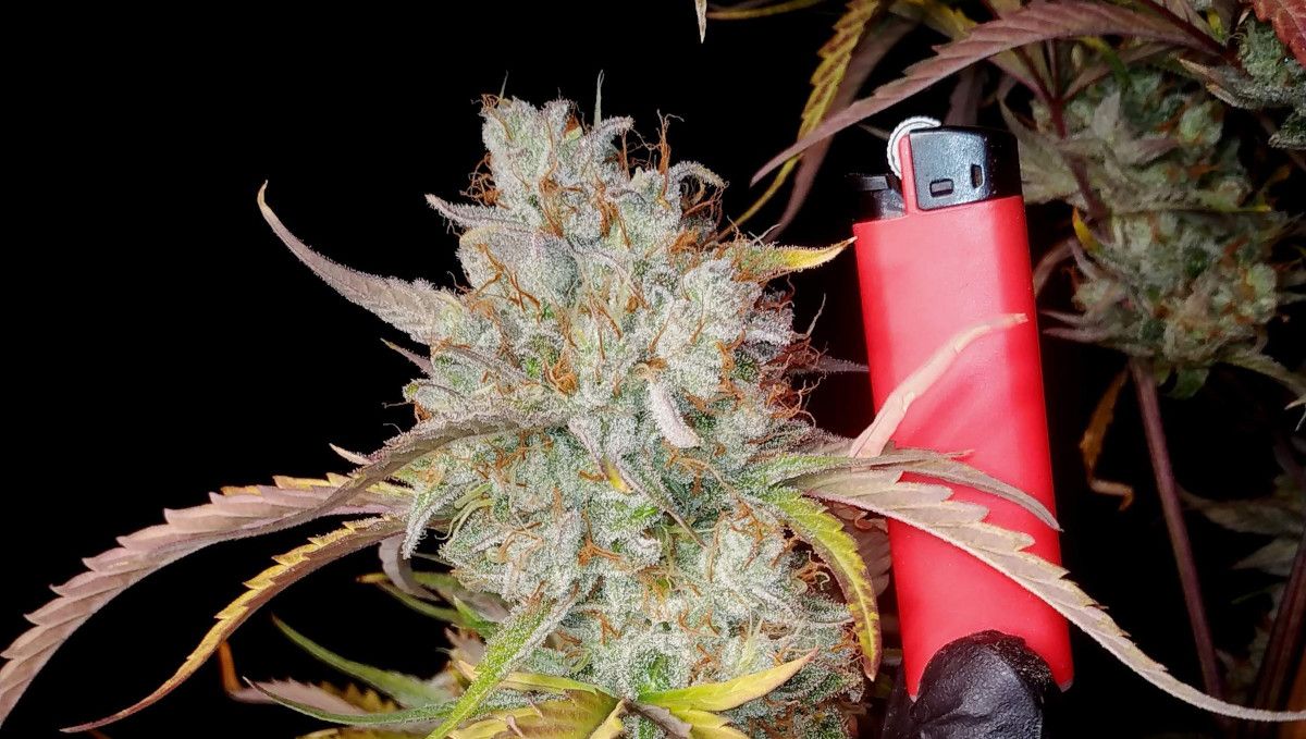 Strawberry Gorilla Auto Cannabissorte: Reifung und Ernte | Woche 10+ | Die Bl&uuml;ten sind bereit f&uuml;r die Ernte.