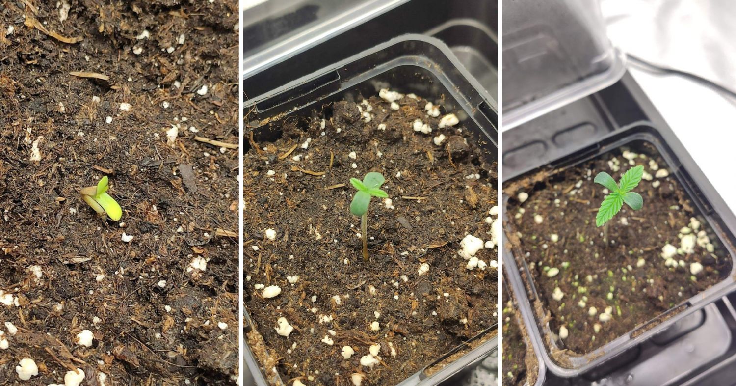 Durban poison week-by-week: week 0