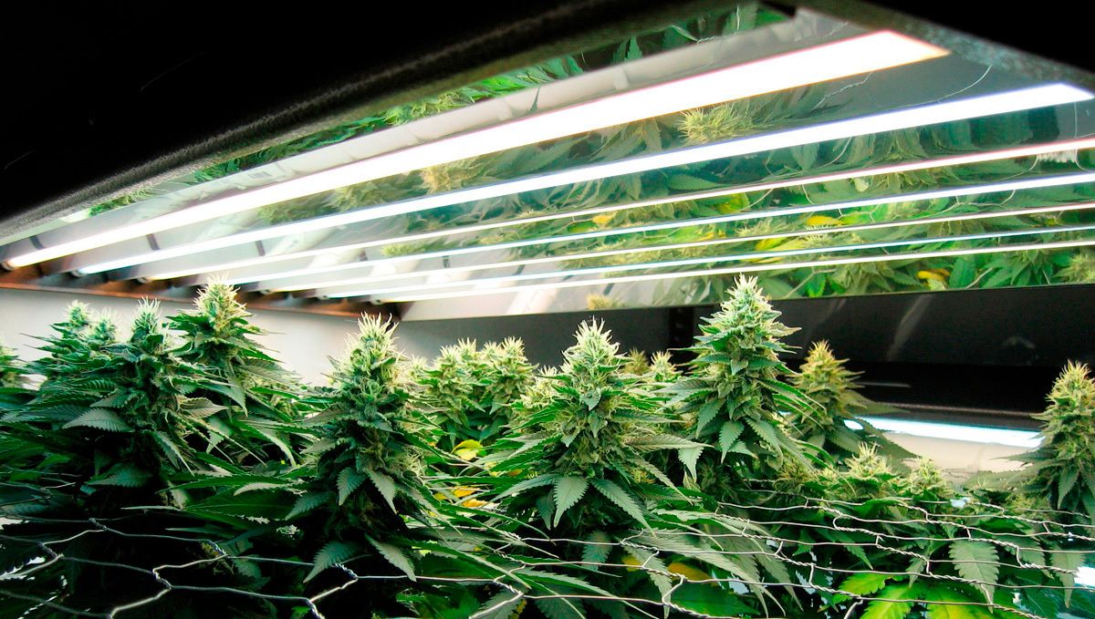 Can you grow autos with CFLs: the advantages of fluorescent lights