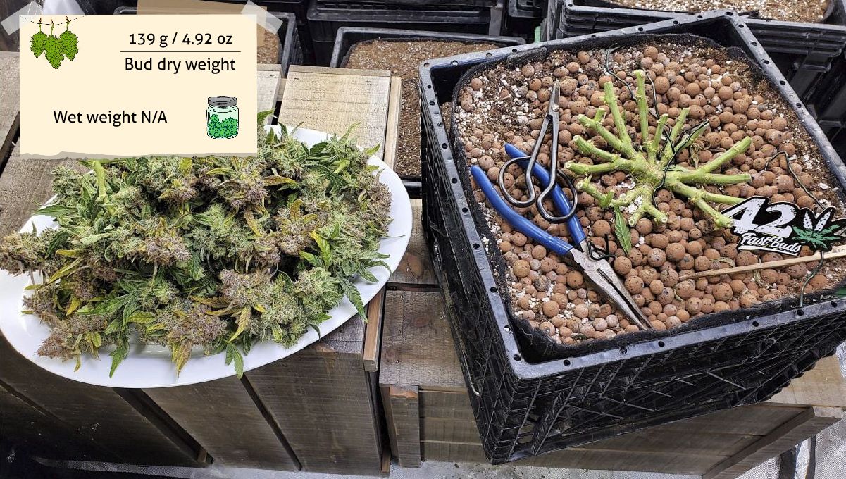Purple Punch Auto Plants Seed Week-by-Week Guide: A bunch of cut but untrimmed buds on a tray next to the container with the plant stump