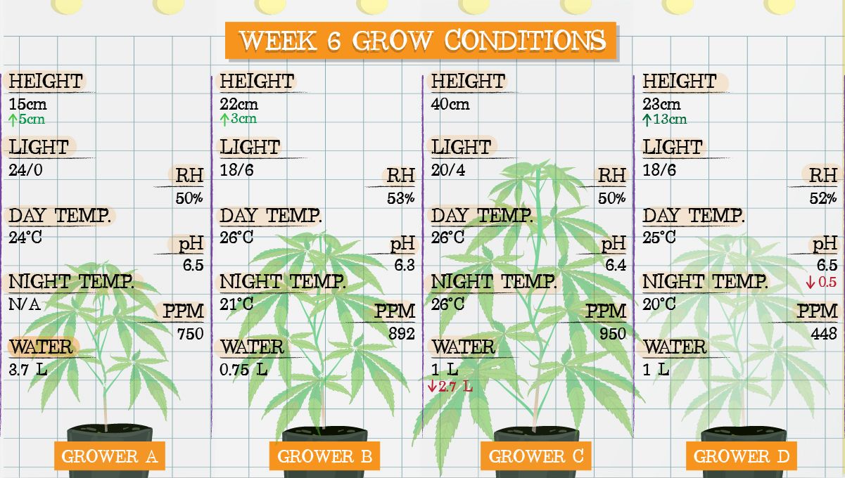 Gelato Auto Plants Seed Week-by-Week Guide: Grow conditions in week 6