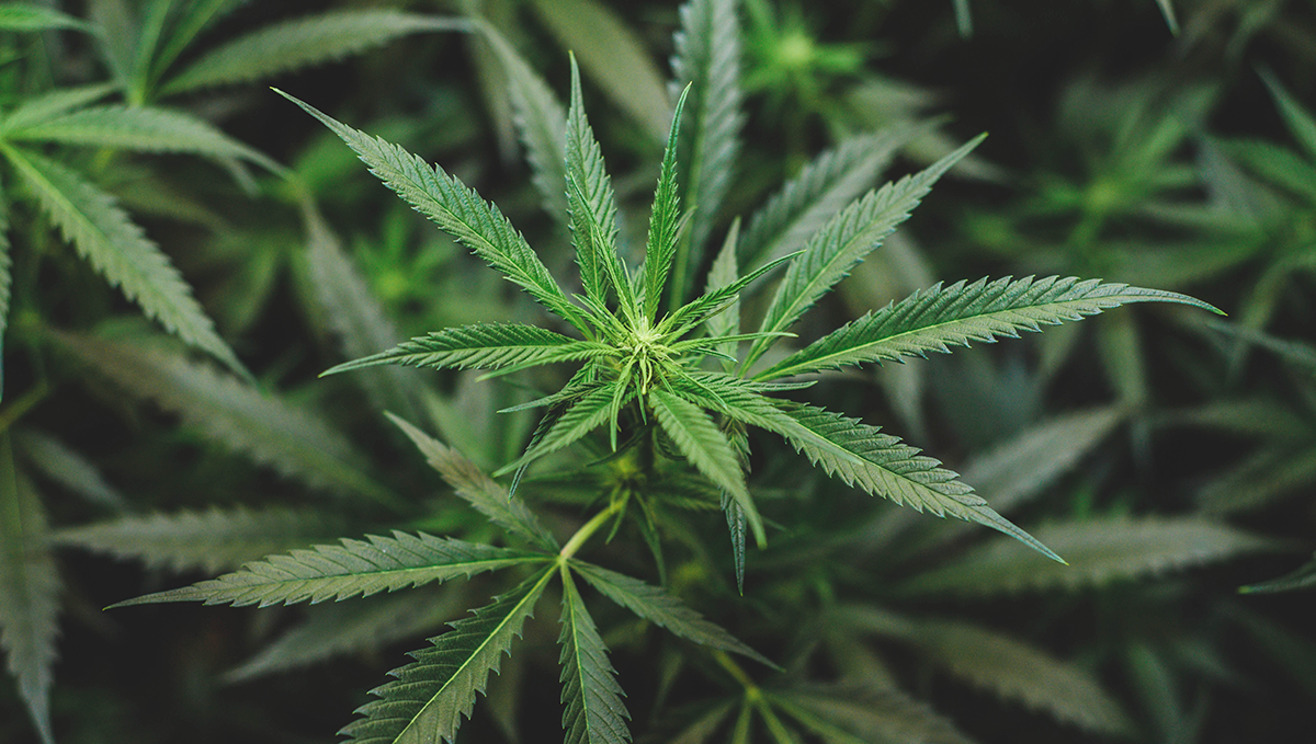 Weed in greece: sale