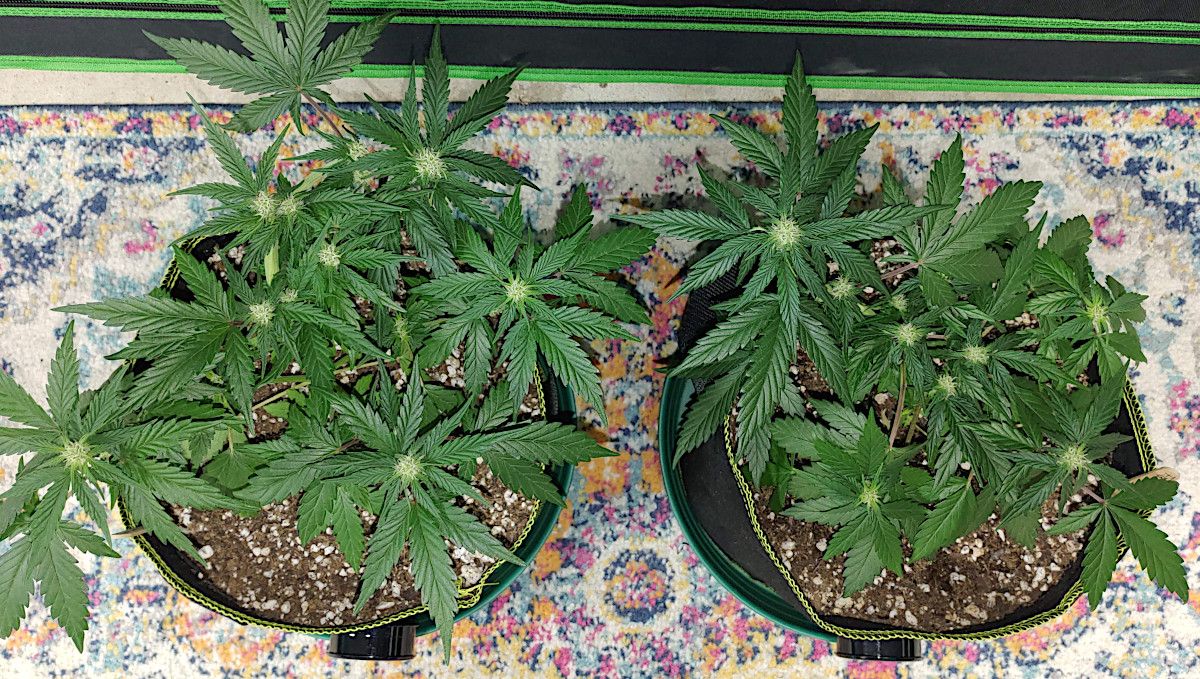 Forbidden Runtz Auto Plants Seed Week-by-Week Guide: A top view of two LSTd autos in grow bags