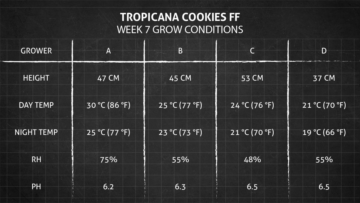 Tropicana Cookies FF cannabis strain: week 7 grow conditions