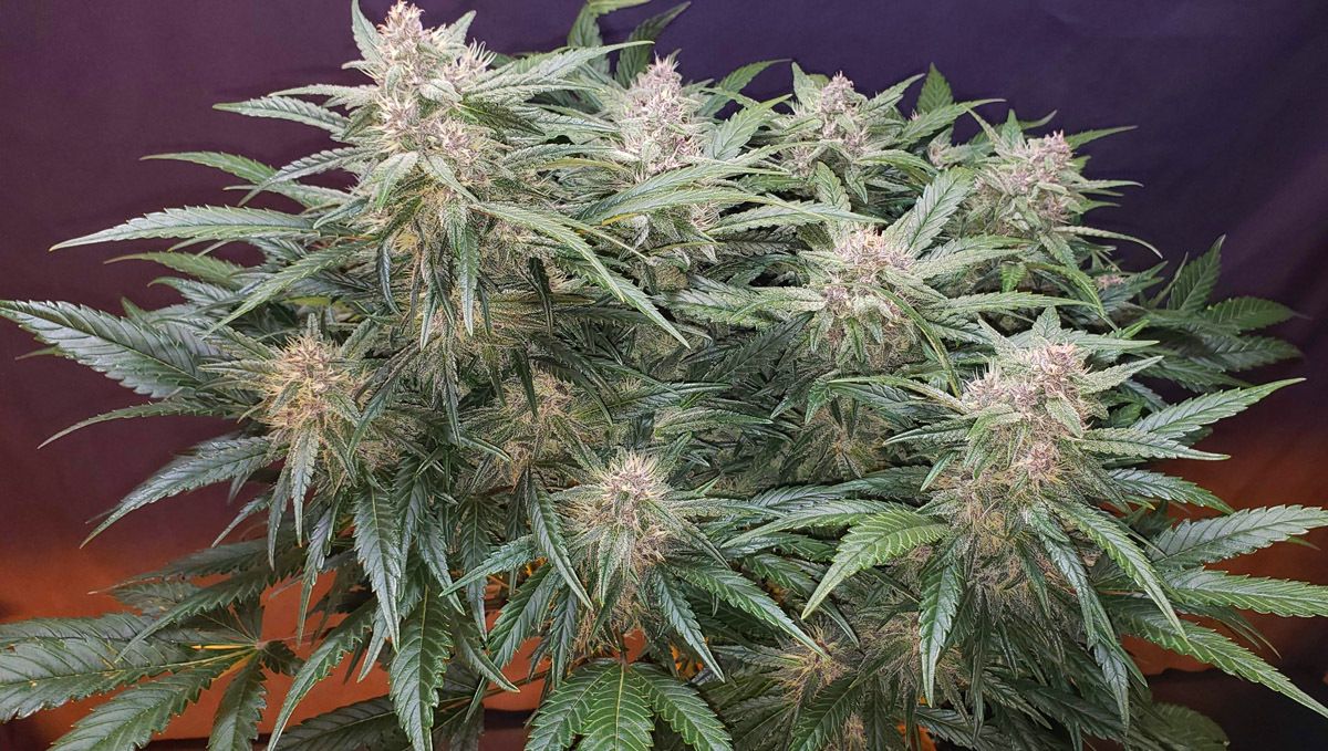 Strawberry Pie Auto Plants Seed Week-by-Week Guide: A very dense plants plant with chunky snow-white colas