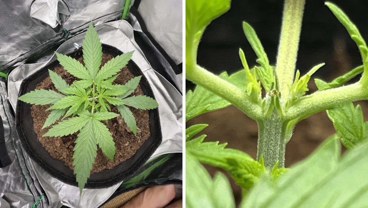 Amnesia Z Auto cannabis strain: early veg | week 2 | an autoflower topped above the 3d node