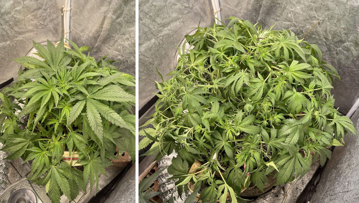 Cherry Cola Auto: เทรนนิ่งและเด็ดใบ