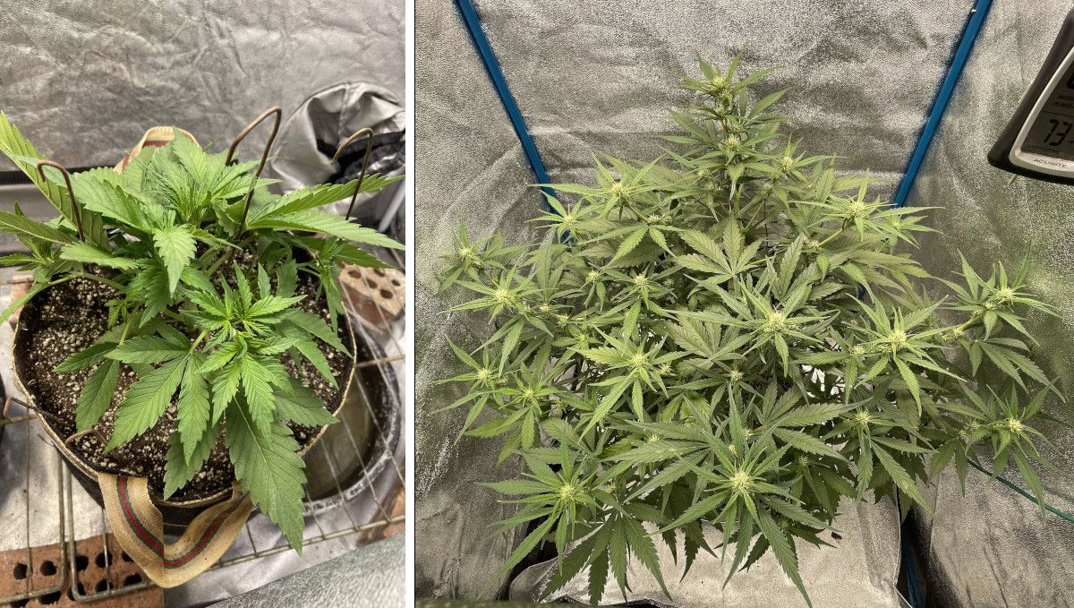 Banana Purple Punch Auto भांग स्ट्रेन: ट्रांजिशन (प्री-फ्लावर) | सप्ताह 5 | सप्ताह 5 में पौधे की ग्रोथ