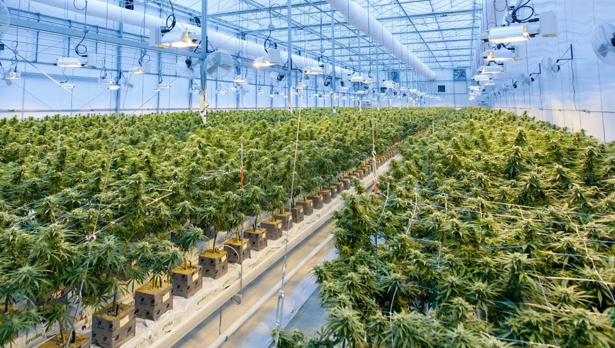 Germany: Incoming Government Discusses the Details of Plants Legalization: An immense greenhouse with glass roof and auxilliary lighting full of flowering plants plants