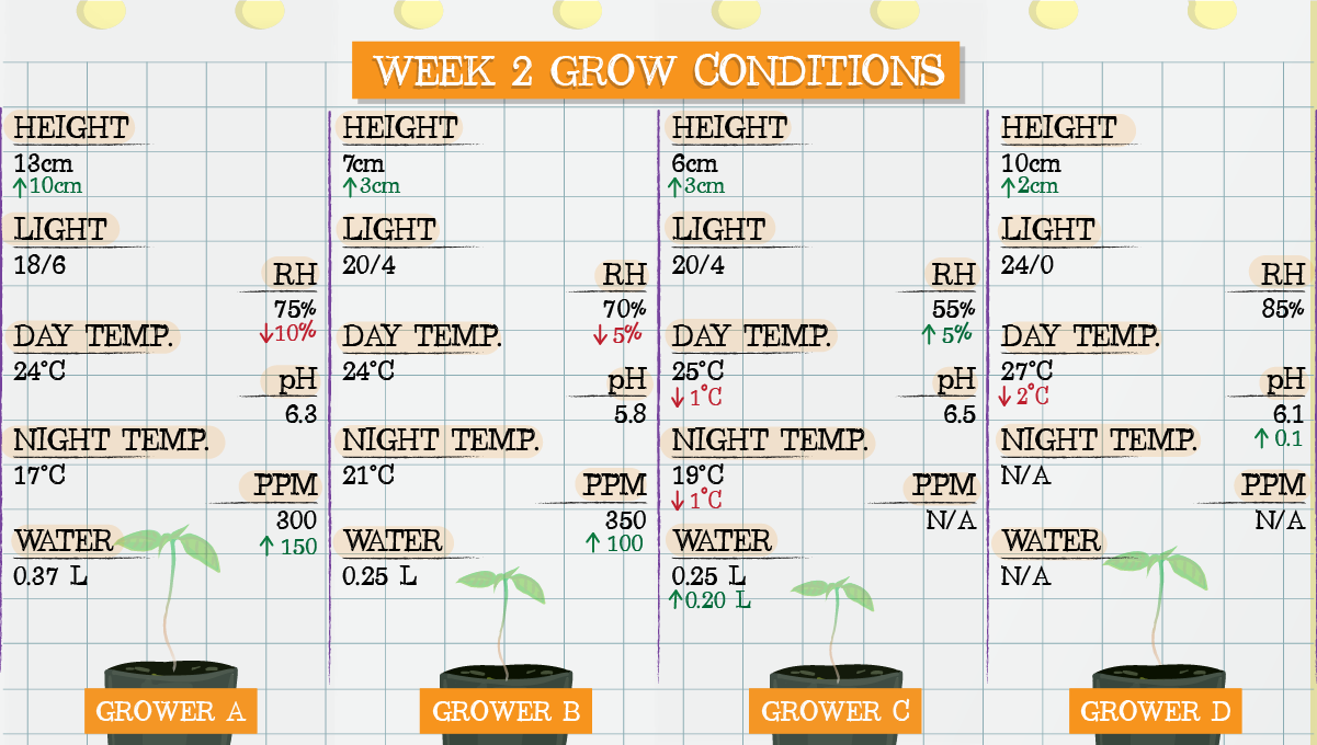 Strawberry Pie Auto Plants Seed Week-by-Week Guide: Week 2 grow conditions