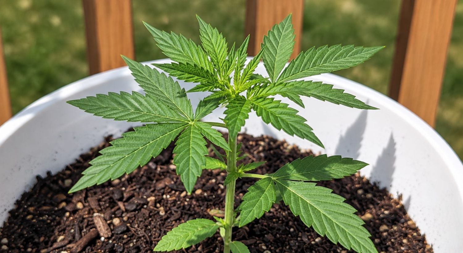 Plant de cannabis montrant les premières vraies feuilles en phase végétative.