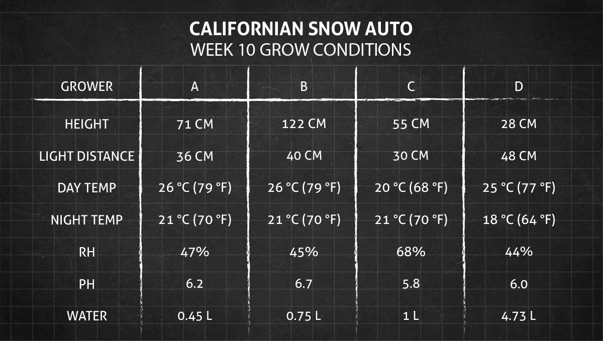 Californian Snow Auto cannabis strain: week 10 grow conditions