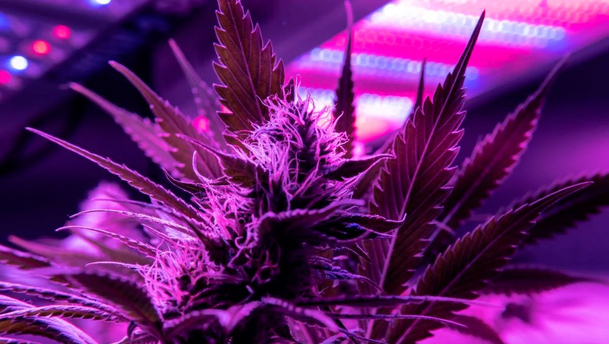 What to Do if Your Plants Stash Gets Wet?: plants under LED
