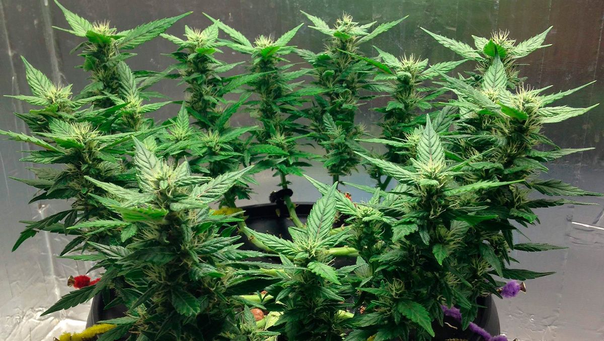 Gorilla glue auto strain historien: historien om gorilla glue #4