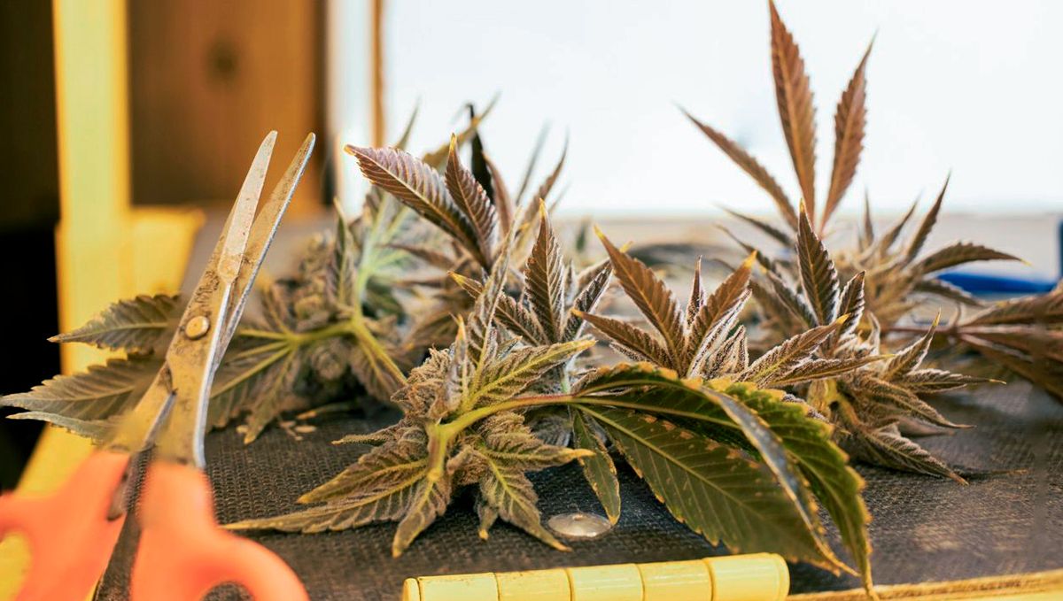 What to do with cannabis trimmings: what is trim