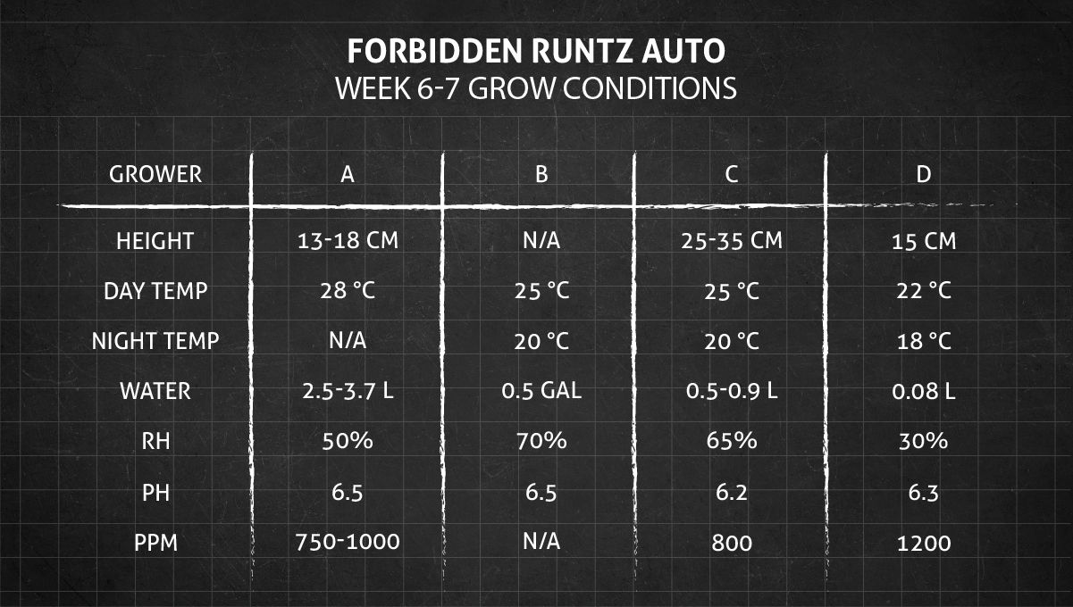 Forbidden Runtz Auto 대마 스트레인 주차별 가이드: 6~7주차 성장 조건