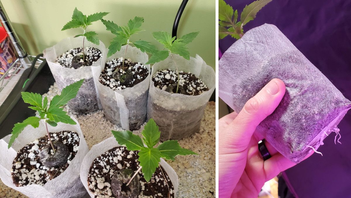 Super Lemon Haze Auto cannabis strain: early veg | week 2 | several 10-days-old seedlings in starter grow bags made of non-woven material and a grower's hand as he shows little roots sticking out the bottom of the starter grow bag