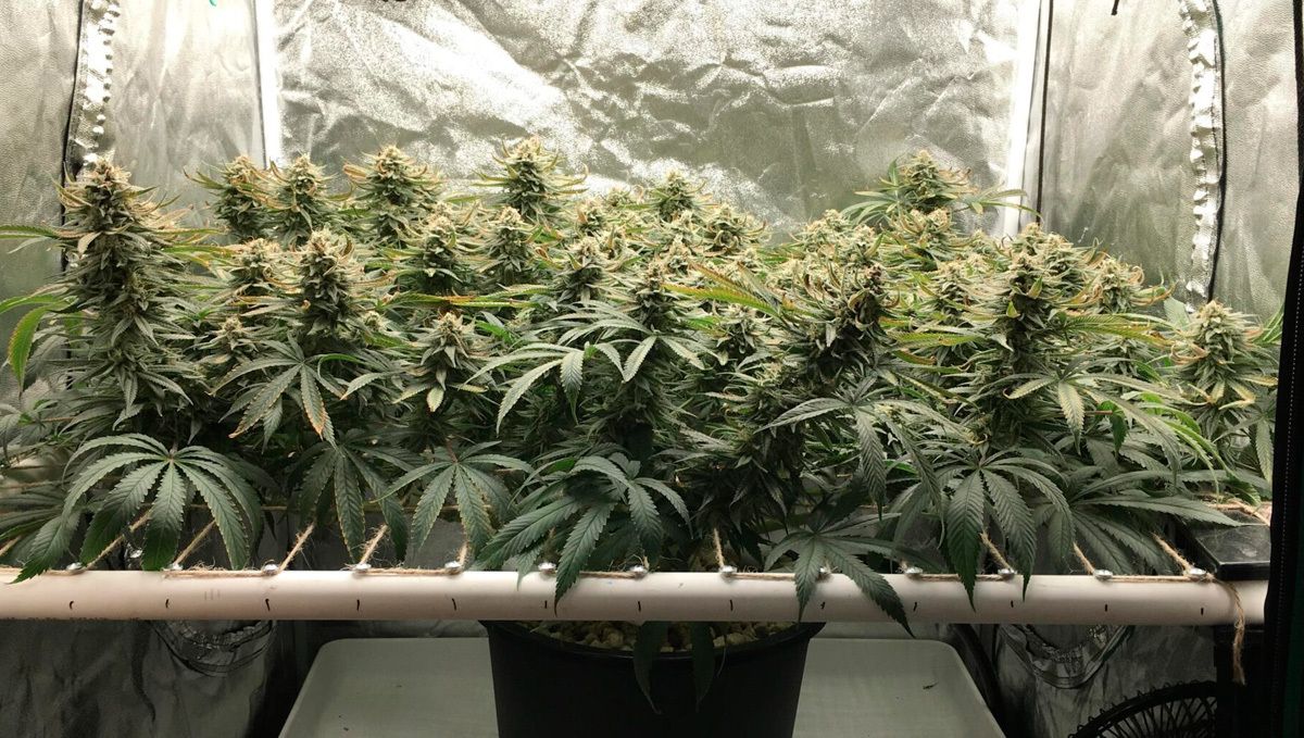 Ist es sicher, autoflowering Cannabis zu entbl&auml;ttern: Was ist Entbl&auml;ttern?