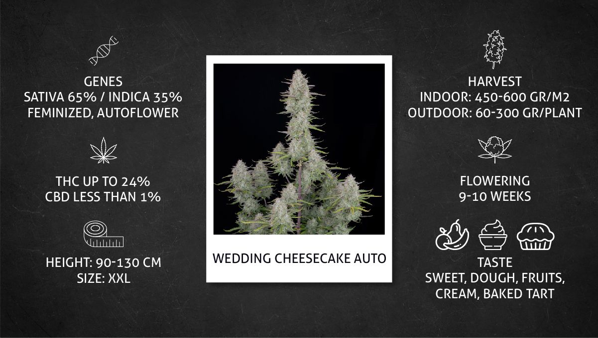 Grow Specs - Wedding Cheesecake Auto