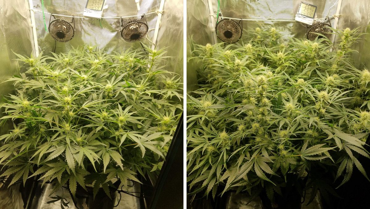 Pineapple Express Auto cannabis-variant: tidlig blomstring | uke 6-7 | autoflower i telt med tette grener og canopy