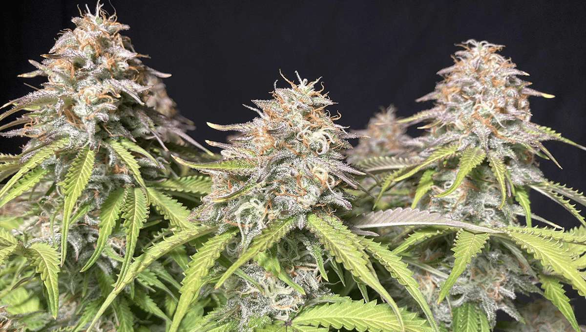 Top 10 cheap seeds: blueberry auto