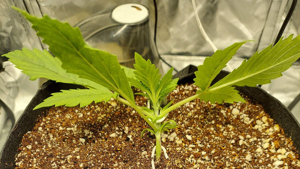 Super Lemon Haze Auto cannabis strain: early veg | week 2 | a small but sturdy autoflower with the base of the stem secured with thick wire and the top tied down