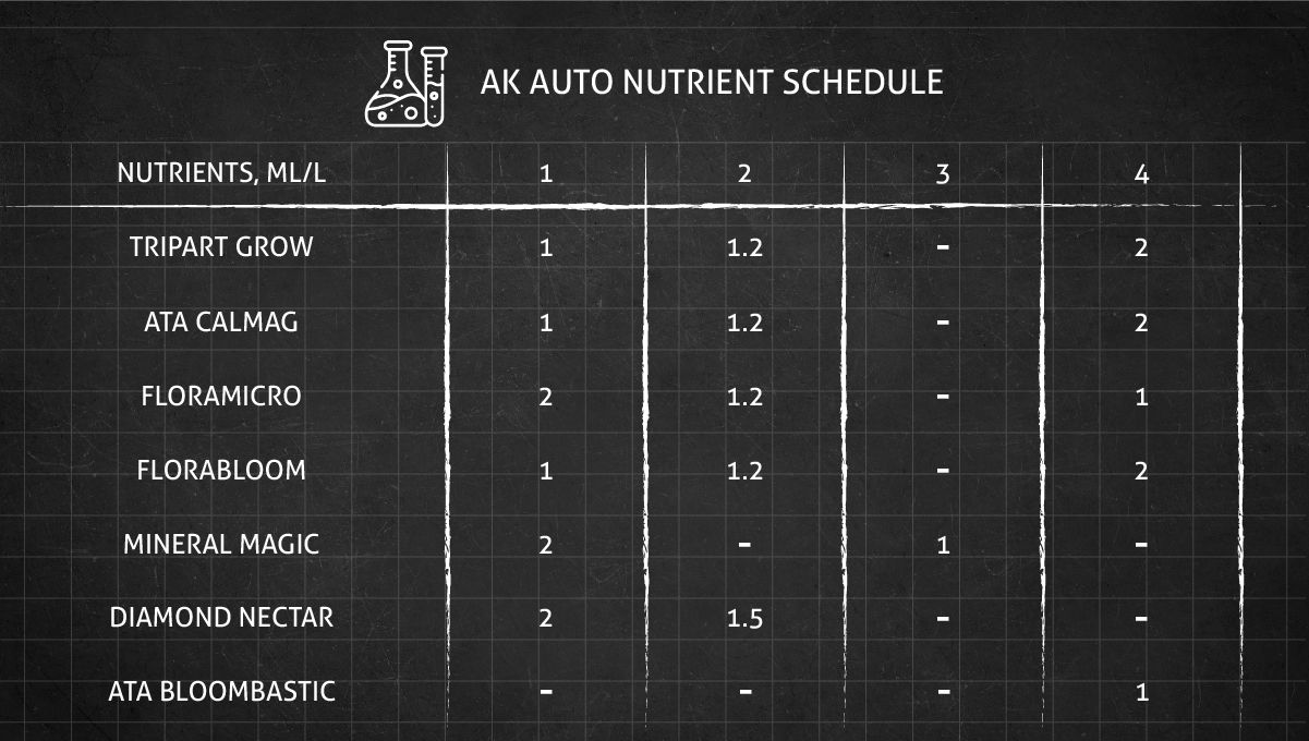 AK Auto cannabis strain: feeding chart for the vegetative stage